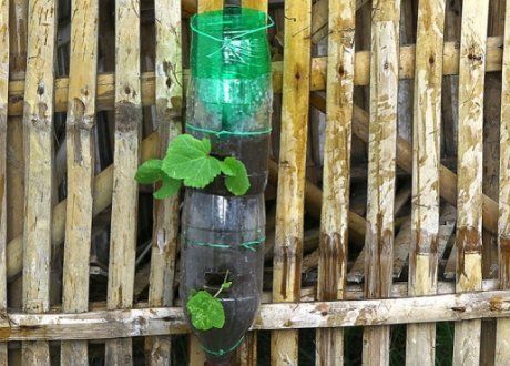 Выращивание клубники на вертикальных грядках на даче своими руками (фото)